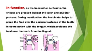 In function, as the buccinator contracts, the
cheeks are pressed against the teeth and alveolar
process. During mastication, the buccinator helps to
place the food over the occlusal surfaces of the teeth
in coordination with the tongue, which positions the
food over the teeth from the lingual.
Chewing
 