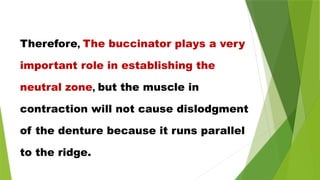 Therefore, The buccinator plays a very
important role in establishing the
neutral zone, but the muscle in
contraction will not cause dislodgment
of the denture because it runs parallel
to the ridge.
 