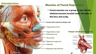 Levator labii superioris alaeque nasi
Orbicularis oris
Depressor anguli oris
Depressor labii inferioris
Mentalis
Zygomaticus major
Buccinator
Masseter
Muscles of Facial Expression
Zygomaticus minor
Tongue and Palatal muscles
Introduction
 Facial muscles are a group of over 40 flat
skeletal muscles located under the skin of
the face and scalp.
 