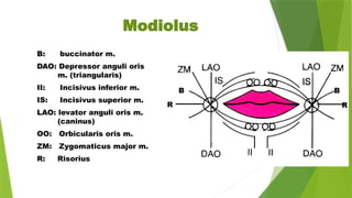 Modiolus
B: buccinator m.
DAO: Depressor anguli oris
m. (triangularis)
II: Incisivus inferior m.
IS: Incisivus superior m.
LAO: levator anguli oris m.
(caninus)
OO: Orbicularis oris m.
ZM: Zygomaticus major m.
R: Risorius
B B
R R
 