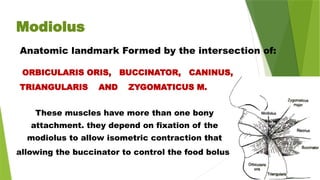 Modiolus
Anatomic landmark Formed by the intersection of:
ORBICULARIS ORIS, BUCCINATOR, CANINUS,
TRIANGULARIS AND ZYGOMATICUS M.
These muscles have more than one bony
attachment. they depend on fixation of the
modiolus to allow isometric contraction that
allowing the buccinator to control the food bolus
 