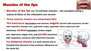  Muscles of the lips are 14 extrinsic muscles —the exception being a
subset of fibers of the orbicularis oris muscle.
 These extrinsic muscles are sub-grouped into:
The transverse (buccinators and risorius), angular (levator labii superioris, levator
labii superioris alaeque nasi, zygomatic major, zygomatic minor, depressor labii
inferioris), vertical (mentalis), levator anguli
oris, depressor anguli oris), and parallel (incisivus
labii superioris, incisivus labii inferioris) muscles.
The platysma muscle is a neck muscle and is
included here because it has extrinsic influences on
the lower lip.
Muscles of the lips
 