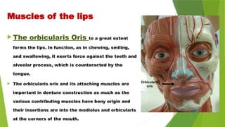 Muscles of the lips
 The orbicularis Oris to a great extent
forms the lips. In function, as in chewing, smiling,
and swallowing, it exerts force against the teeth and
alveolar process, which is counteracted by the
tongue.
 The orbicularis oris and its attaching muscles are
important in denture construction as much as the
various contributing muscles have bony origin and
their insertions are into the modiolus and orbicularis
at the corners of the mouth.
Orbicularis
oris
 