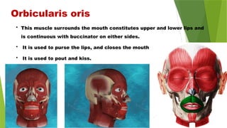 Orbicularis oris
• This muscle surrounds the mouth constitutes upper and lower lips and
is continuous with buccinator on either sides.
• It is used to purse the lips, and closes the mouth
• It is used to pout and kiss.
 