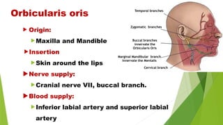  Origin:
Maxilla and Mandible
Insertion
Skin around the lips
Nerve supply:
Cranial nerve VII, buccal branch.
Blood supply:
Inferior labial artery and superior labial
artery
Orbicularis oris
Buccal branches
innervate the
Orbicularis Oris
Zygomatic branches
Cervical branch
Marginal Mandibular branch
Innervate the Mentalis
Temporal branches
 