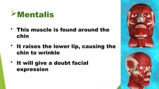 Mentalis
• This muscle is found around the
chin
• It raises the lower lip, causing the
chin to wrinkle
• It will give a doubt facial
expression
 