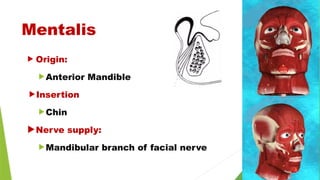 Mentalis
 Origin:
Anterior Mandible
Insertion
Chin
Nerve supply:
Mandibular branch of facial nerve
 
