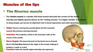  The Risorius muscle
 The risorius muscle is a slender, flat facial muscle that pulls the corners of the mouth
laterally and slightly upward. Known as the "smiling muscle," it is highly variable—it is absent
in many people, yet serves an important role in facial expression and smile dynamics.
 Origin: Fascia covering the parotid gland and the masseter
muscle (the primary chewing muscle).
 Insertion: The modiolus, which is the muscular node at the
corner of the mouth.
 Nerve Supply: The buccal branch of the facial nerve (Cranial
Nerve VII).Function: Retracts the angle of the mouth, helping to
produce a smile or a grin.
 Function: Pulls the mouth angles laterally and superiorly.
Muscles of the lips
 