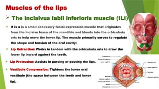  It is a is a small accessory facial expression muscle that originates
from the incisive fossa of the mandible and blends into the orbicularis
oris to help move the lower lip. The muscle primarily serves to regulate
the shape and tension of the oral cavity:
 Lip Retraction: Works in tandem with the orbicularis oris to draw the
lower lip inward against the teeth.
Muscles of the lips
 The incisivus labii inferioris muscle (ILI)
 Lip Protrusion: Assists in pursing or pouting the lips.
 Vestibule Compression: Tightens the lower oral
vestibule (the space between the teeth and lower
lip).
 