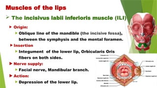 Muscles of the lips
 Origin:
 Oblique line of the mandible (the incisive fossa),
between the symphysis and the mental foramen.
 Insertion
 Integument of the lower lip, Orbicularis Oris
fibers on both sides.
 Nerve supply:
 Facial nerve, Mandibular branch.
 Action:
 Depression of the lower lip.
 The incisivus labii inferioris muscle (ILI)
 