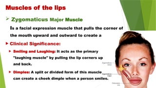  Zygomaticus Major Muscle
Is a facial expression muscle that pulls the corner of
the mouth upward and outward to create a smile
Muscles of the lips
 Clinical Significance:
 Smiling and Laughing: It acts as the primary
"laughing muscle" by pulling the lip corners up
and back.
 Dimples: A split or divided form of this muscle
can create a cheek dimple when a person smiles.
 