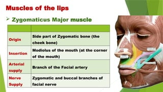  Zygomaticus Major muscle
Muscles of the lips
Origin
Side part of Zygomatic bone (the
cheek bone)
Insertion
Modiolus of the mouth (at the corner
of the mouth)
Arterial
supply
Branch of the Facial artery
Nerve
Supply
Zygomatic and buccal branches of
facial nerve
 