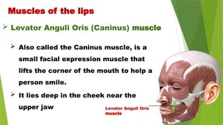  Also called the Caninus muscle, is a
small facial expression muscle that
lifts the corner of the mouth to help a
person smile.
 It lies deep in the cheek near the
upper jaw
Muscles of the lips
 Levator Anguli Oris (Caninus) muscle
Levator Anguli Oris
muscle
 