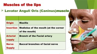  Levator Anguli Oris (Caninus)muscle
Muscles of the lips
Origin Maxilla
Insertion Modiolus of the mouth (at the corner
of the mouth)
Arterial
supply
Branch of the Facial artery
Nerve
Supply
Buccal branches of facial nerve
 