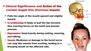  Pulls the angle of the mouth upward and slightly
inward.
 In swallowing: It Helps to pull the lips forward,
thus exerting forces on the teeth and alveolar
process.
 Expression: Used heavily during smiling, sneering,
and talking.
 Issues: Weakness or damage to the facial nerve
can stop this muscle from working, leading to a
drooping mouth on the affected side.
Levator Anguli Oris (Caninus) muscle
 Clinical Significance and Action of the
 