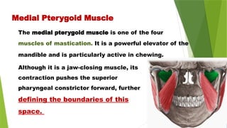 Although it is a jaw-closing muscle, its
contraction pushes the superior
pharyngeal constrictor forward, further
defining the boundaries of this
space.
Medial Pterygoid Muscle
The medial pterygoid muscle is one of the four
muscles of mastication. It is a powerful elevator of the
mandible and is particularly active in chewing.
 