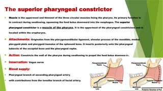 The superior pharyngeal constrictor
 Muscle is the uppermost and thinnest of the three circular muscles lining the pharynx. Its primary function is
to contract during swallowing, squeezing the food bolus downward into the esophagus. The superior
pharyngeal constrictor is a muscle of the pharynx. It is the uppermost of the pharyngeal constrictors and is
located within the oropharynx.
 Attachments: Originates from the pterygomandibular ligament, alveolar process of the mandible, medial
pterygoid plate and pterygoid hamulus of the sphenoid bone. It inserts posteriorly onto the pharyngeal
tubercle of the occipital bone and the pharyngeal raphe.
 Action: Constricts the wall of the pharynx during swallowing to propel the food bolus downwards.
 Innervation: Vagus nerve
 Blood supply:
 Pharyngeal branch of ascending pharyngeal artery
 with contributions from the tonsillar branch of facial artery.
 
