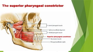 The superior pharyngeal constrictor
Superior pharyngeal constrictor
 