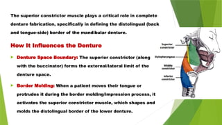 The superior constrictor muscle plays a critical role in complete
denture fabrication, specifically in defining the distolingual (back
and tongue-side) border of the mandibular denture.
How It Influences the Denture
 Denture Space Boundary: The superior constrictor (along
with the buccinator) forms the external/lateral limit of the
denture space.
 Border Molding: When a patient moves their tongue or
protrudes it during the border molding/impression process, it
activates the superior constrictor muscle, which shapes and
molds the distolingual border of the lower denture.
 