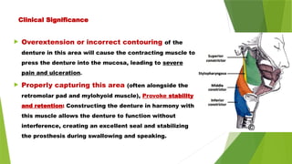 Clinical Significance
 Overextension or incorrect contouring of the
denture in this area will cause the contracting muscle to
press the denture into the mucosa, leading to severe
pain and ulceration.
 Properly capturing this area (often alongside the
retromolar pad and mylohyoid muscle), Provoke stability
and retention: Constructing the denture in harmony with
this muscle allows the denture to function without
interference, creating an excellent seal and stabilizing
the prosthesis during swallowing and speaking.
 