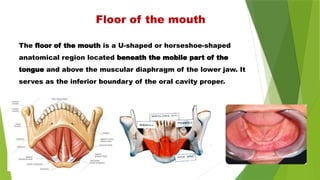 The floor of the mouth is a U-shaped or horseshoe-shaped
anatomical region located beneath the mobile part of the
tongue and above the muscular diaphragm of the lower jaw. It
serves as the inferior boundary of the oral cavity proper.
Retromylohyoid
eminence
Mylohyoid
ridge
Floor of the mouth
 