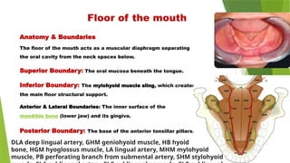 Anatomy & Boundaries
The floor of the mouth acts as a muscular diaphragm separating
the oral cavity from the neck spaces below.
Superior Boundary: The oral mucosa beneath the tongue.
Inferior Boundary: The mylohyoid muscle sling, which creates
the main floor structural support.
Anterior & Lateral Boundaries: The inner surface of the
mandible bone (lower jaw) and its gingiva.
Posterior Boundary: The base of the anterior tonsillar pillars.
Retromylohyoid
eminence
Mylohyoid
ridge
Floor of the mouth
DLA deep lingual artery, GHM geniohyoid muscle, HB hyoid
bone, HGM hyoglossus muscle, LA lingual artery, MHM mylohyoid
muscle, PB perforating branch from submental artery, SHM stylohyoid
 