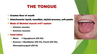  Creates floor of mouth
 Attachments: hyoid, mandible, styloid process, soft palate
 Made of Skeletal muscle w/CT septum
 Intrinsic muscles
 Extrinsic muscles
 Innervation
 Motor = Hypoglossal (CN XII)
 Sensory = Mandibular (CN V3), Facial (CN VII),
Glossopharyngeal (CN IX)
THE TONGUE
 