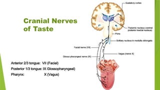 Cranial Nerves
of Taste
Anterior 2/3 tongue: VII (Facial)
Posterior 1/3 tongue: IX Glossopharyngeal)
Pharynx: X (Vagus)
 
