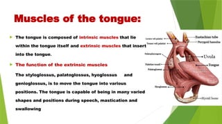Muscles of the tongue:
 The tongue is composed of intrinsic muscles that lie
within the tongue itself and extrinsic muscles that insert
into the tongue.
 The function of the extrinsic muscles
The styloglossus, palatoglossus, hyoglossus and
genioglossus, is to move the tongue into various
positions. The tongue is capable of being in many varied
shapes and positions during speech, mastication and
swallowing
 