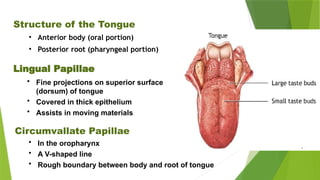 Structure of the Tongue
• Anterior body (oral portion)
• Posterior root (pharyngeal portion)
Lingual Papillae
• Fine projections on superior surface
(dorsum) of tongue
• Covered in thick epithelium
• Assists in moving materials
• In the oropharynx
• A V-shaped line
• Rough boundary between body and root of tongue
Circumvallate Papillae
 
