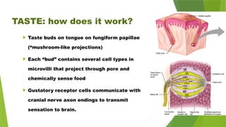 TASTE: how does it work?
 Taste buds on tongue on fungiform papillae
(“mushroom-like projections)
 Each “bud” contains several cell types in
microvilli that project through pore and
chemically sense food
 Gustatory receptor cells communicate with
cranial nerve axon endings to transmit
sensation to brain.
 
