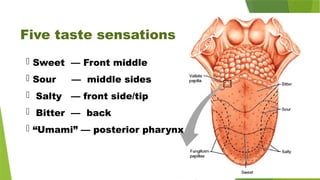 Five taste sensations
 Sweet — Front middle
 Sour — middle sides
 Salty — front side/tip
 Bitter — back
 “Umami” — posterior pharynx
 