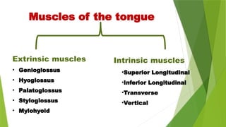 Extrinsic muscles
• Genioglossus
• Hyoglossus
• Palatoglossus
• Styloglossus
• Mylohyoid
Intrinsic muscles
Muscles of the tongue
•Superior Longitudinal
•Inferior Longitudinal
•Transverse
•Vertical
 