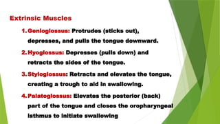 Extrinsic Muscles
1.Genioglossus: Protrudes (sticks out),
depresses, and pulls the tongue downward.
2.Hyoglossus: Depresses (pulls down) and
retracts the sides of the tongue.
3.Styloglossus: Retracts and elevates the tongue,
creating a trough to aid in swallowing.
4.Palatoglossus: Elevates the posterior (back)
part of the tongue and closes the oropharyngeal
isthmus to initiate swallowing
 