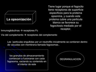 La opsonización Tiene lugar porque el fagocito tiene receptores de superficie especificos para la proteina opsonina, y cuando esta proteina cubre una particula blanco se favorece su fagocitosis mediado por el receptor. Inmunoglobulinas    receptores Fc Via del complemento    receptores del complemento Las ´particulas engullidas por un neutrofilo inicialmente se contienen dentro de vacuolas con membrana llamada fagosomas.. los granulos de almacenamiento comienzan a fusionarse con cada fagosoma, vaciando su contenido en el interior de este DEGRANULACION 