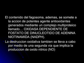 El contenido del fagosoma, ademas, se somete a la accion de potentes agente antioxidantes generados mediante un complejo multiproteico llamado… OXIDASA DEPENDIENTE DE FOSTATO DE DINUCLEOTIDO DE ADENINA NIOTINAMIDA (NADPH). La destruccion oxidativa tambien se lleva a cabo por medio de una segunda via que implica la produccion de oxido nitrico (NO) 