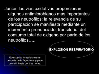 Juntas las vias oxidativas proporcionan algunos antimicrobianos mas importantes de los neutrofilos; la relevancia de su participacion se manifiesta mediante un incremento pronunciado, transitorio, del consumo total de oxigeno por parte de los neutrofilos….. EXPLOSION RESPIRATORIO Que suscita inmediatamente después de la fagocitosis y pede persistir hasta por tres horas. 