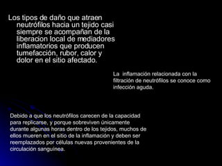 Los tipos de daño que atraen neutrófilos hacia un tejido casi siempre se acompañan de la liberacion local de mediadores inflamatorios que producen tumefacción, rubor, calor y dolor en el sitio afectado. La  inflamación relacionada con la filtración de neutrófilos se conoce como infección aguda. Debido a que los neutrófilos carecen de la capacidad para replicarse, y porque sobreviven únicamente durante algunas horas dentro de los tejidos, muchos de ellos mueren en el sitio de la inflamación y deben ser reemplazados por células nuevas provenientes de la circulación sanguínea. 