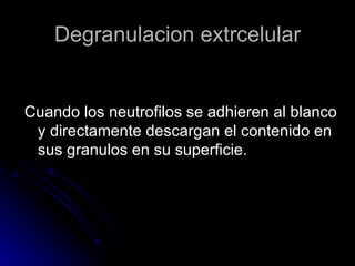 Degranulacion extrcelular Cuando los neutrofilos se adhieren al blanco y directamente descargan el contenido en sus granulos en su superficie. 