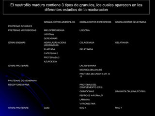 El neutrofilo maduro contiene 3 tipos de granulos, los cuales aparecen en los diferentes estadios de la maduracion MAC-1 MAC-1 CD63 OTRAS PROTEINAS VITRONECTINA LAMININA PEPTIDOS N-FORMILO INMUNOGLOBULINA (FCYRIII) QUIMIOCINAS PROTEINAS DEL COMPLEMENTO (CR3) RECEPTORES PARA: PROTEINAS DE MEMBRANA PROTEINA DE UNION A VIT. B 12 MICROGLOBULINA B2 LACTOFERRINA OTRAS PROTEINAS AZUROCIDIN PROTEINASA 3 CATEPSINA G GELATINASA ELASTASA GELATINASA COLAGENASA HIDROLASAS ACIDAS LISOSOMICAS OTRAS ENZIMAS DEFENSINAS LISOZIMA LISOZIMA MIELOPEROXIDASA PRETEINAS MICROBICIDAS PROTEINAS SOLUBLES GRANULOCITOS GELATINASA GRANULOCITOS ESPECIFICOS GRANULOCITOS AZUROFILOS 