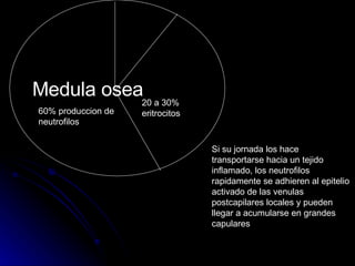 Medula osea  60% produccion de neutrofilos 20 a 30% eritrocitos Si su jornada los hace transportarse hacia un tejido inflamado, los neutrofilos rapidamente se adhieren al epitelio activado de las venulas postcapilares locales y pueden llegar a acumularse en grandes capulares 