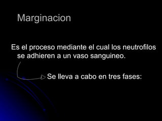 Marginacion Es el proceso mediante el cual los neutrofilos se adhieren a un vaso sanguineo. Se lleva a cabo en tres fases: 