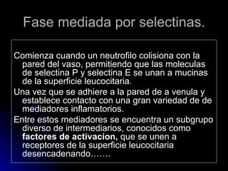 Fase mediada por selectinas. Comienza cuando un neutrofilo colisiona con la pared del vaso, permitiendo que las moleculas de selectina P y selectina E se unan a mucinas de la superficie leucocitaria. Una vez que se adhiere a la pared de a venula y establece contacto con una gran variedad de de mediadores inflamatorios. Entre estos mediadores se encuentra un subgrupo diverso de intermediarios, conocidos como  factores de activacion,  que se unen a receptores de la superficie leucocitaria desencadenando……. 