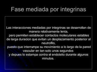 Fase mediada por integrinas Las interacciones mediadas por integrinas se desarrollan de manera relativamente lenta, pero permiten establecer contactos moleculares estables de larga duracion que evitan un desplazamiento posterior al neutrofilo, puesto que interrumpe su movimiento a lo largo de la pared vascular en tan solo unos segundos  y depues lo estampa contra el endotelio durante algunos minutos.  