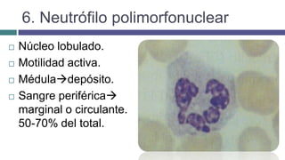 6. Neutrófilo polimorfonuclear
 Núcleo lobulado.
 Motilidad activa.
 Méduladepósito.
 Sangre periférica
marginal o circulante.
50-70% del total.
 