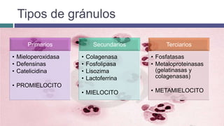 Tipos de gránulos
Primarios
• Mieloperoxidasa
• Defensinas
• Catelicidina
• PROMIELOCITO
Secundarios
• Colagenasa
• Fosfolipasa
• Lisozima
• Lactoferrina
• MIELOCITO
Terciarios
• Fosfatasas
• Metaloproteinasas
(gelatinasas y
colagenasas)
• METAMIELOCITO
 