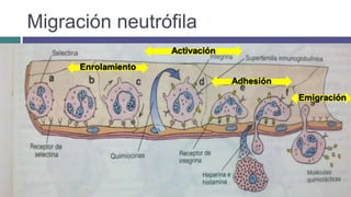 Migración neutrófila
Enrolamiento
Activación
Adhesión
Emigración
 