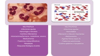 NEUTROFILIA
-Infecciones agudas
-Hemorragia o hemolisis
-Cambios inflamatorios
-Intoxicaciones(farmacos, metabólicas, veneno)
-Medicamentos
-Trastornos mieloproliferativos
-Neoplasias
-Respuesta fisiológica al estrés
NEUTROPENIA
-Infecciones agudas
-Hemodiálisis
-Inflamación o infección importantes
-Medicamentos
-Agentes físicos (rayos X)
-Trastornos autoinmunes
-Cuadros aplásicos o hipoplásicos
 