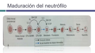 Maduración del neutrófilo
 
