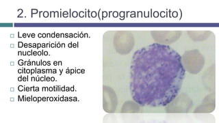 2. Promielocito(progranulocito)
 Leve condensación.
 Desaparición del
nucleolo.
 Gránulos en
citoplasma y ápice
del núcleo.
 Cierta motilidad.
 Mieloperoxidasa.
 